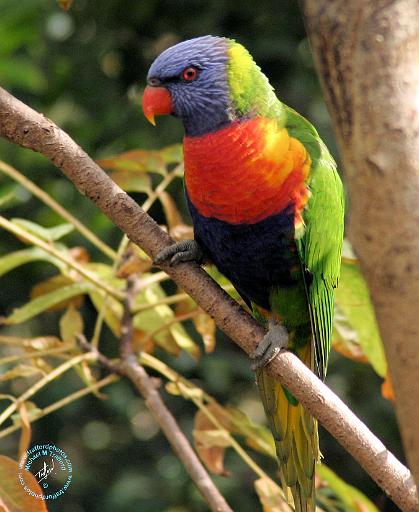 Rainbow Lorikeet 9Y209D-058.JPG